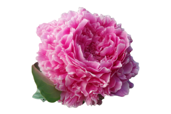 Пион Сара Бернар